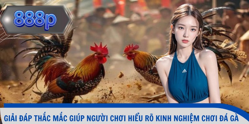 Giải đáp thắc mắc giúp người chơi hiểu rõ kinh nghiệm chơi đá gà