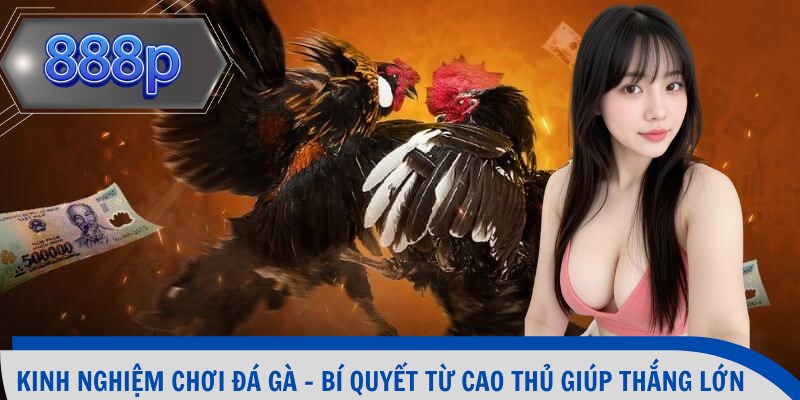 Kinh nghiệm chơi đá gà