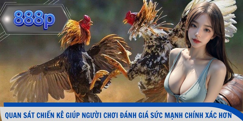 Quan sát chiến kê giúp người chơi đánh giá sức mạnh chính xác hơn